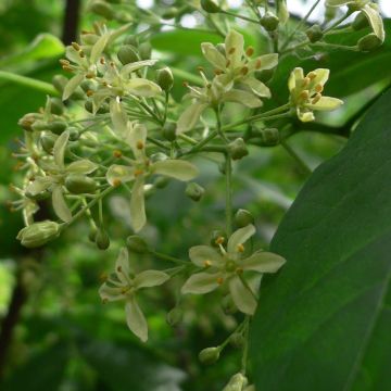 Ptelea trifoliata - Olmo di Samaria