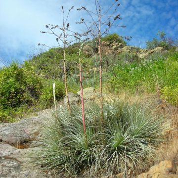 Puya coerulea Violacea