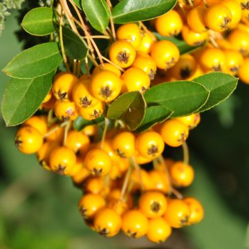 Pyracantha Soleil d'or