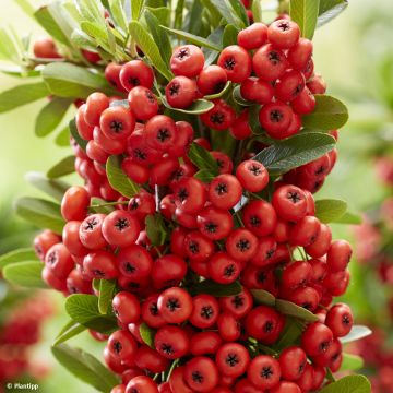 Pyracantha Red Star