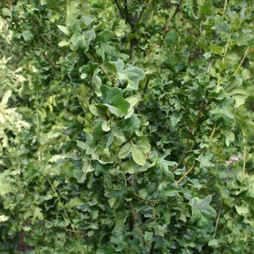 Quercus robur Facrist - Farnia