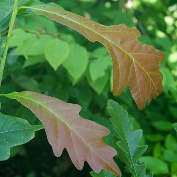 Quercus warei Chimney Fire - Quercia