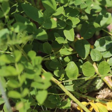 Liquirizia comune NT - Ferme de Sainte Marthe