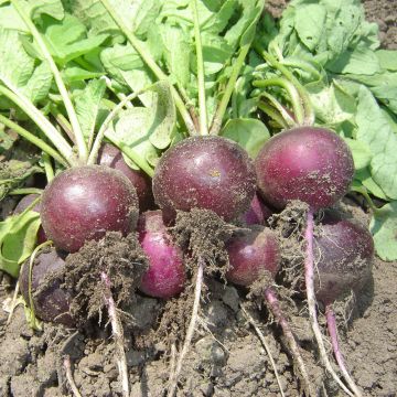 Ravanello Bacchus F1