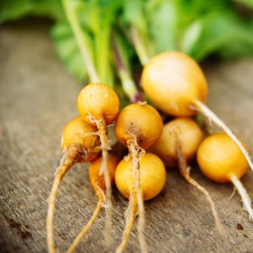 Ravanello Jaune d'or ovale (semi)