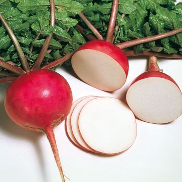 Ravanello Misato Red