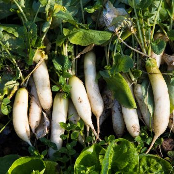 Ravanello Mooli Neptune F1