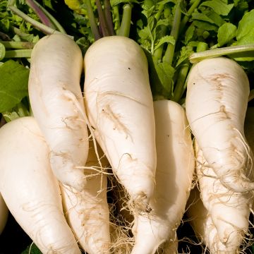 Ravanello Rave bianco trasparente