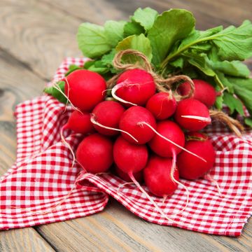 Ravanello Scarlet Globe