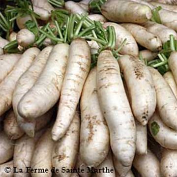 Ravanello April Cross