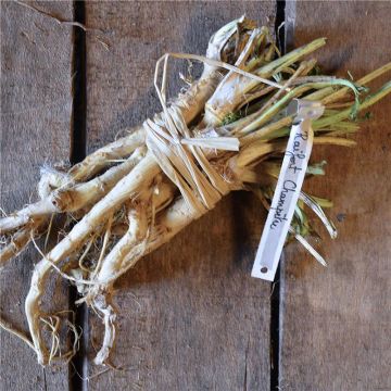 Armoracia rusticana - Cren - Ferme de Sainte Marthe