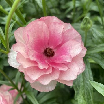 Ranuncolo asiatico Butterfly Hera – Ranunculus asiaticus