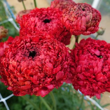 Ranuncolo asiatico Poodle Chaouen II – Ranunculus asiaticus