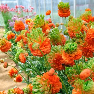 Ranuncolo asiatico Crown Nervion – Ranunculus asiaticus