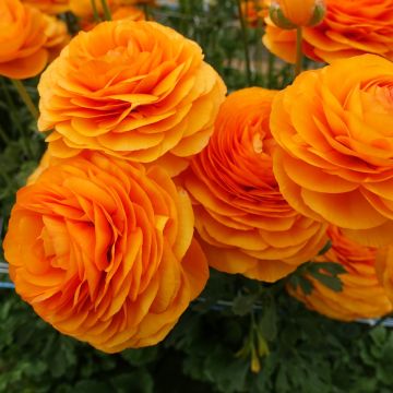 Ranuncolo asiatico Romance Digne – Ranunculus asiaticus