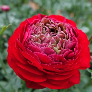 Ranuncolo asiatico Romance Odon – Ranunculus asiaticus