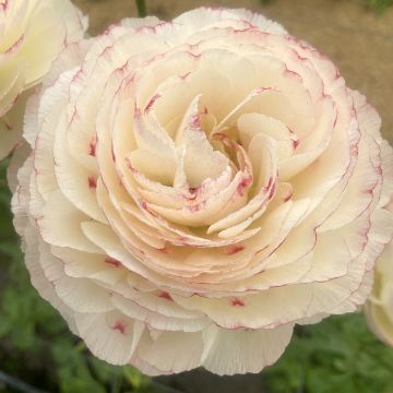 Ranuncolo asiatico Romance Orleans – Ranunculus asiaticus