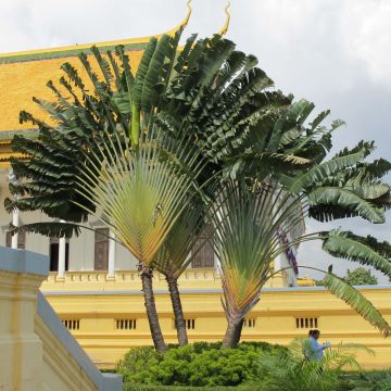Ravenala madagascariensis - Arbre du voyageur
