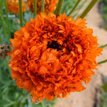 Ranuncolo asiatico Poodle Mudassar – Ranunculus asiaticus