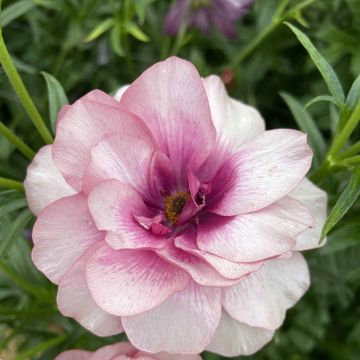 Ranuncolo asiatico Butterfly Thiva – Ranunculus asiaticus