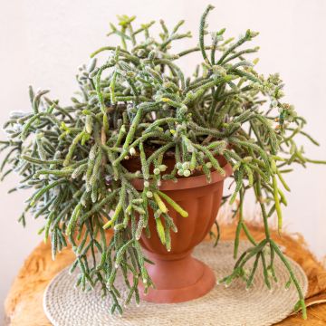 Rhipsalis baccifera subsp. horrida