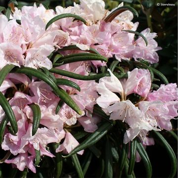 Rhododendron makinoi - Rododendro