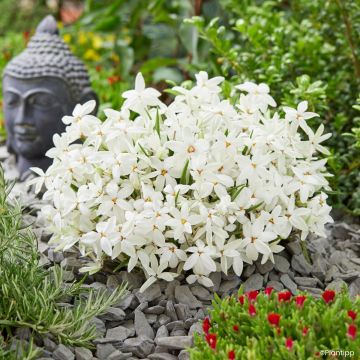 Rhodoxis Fairy Snow