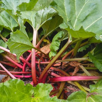 Rheum Paragon Rouge - Rabarbaro