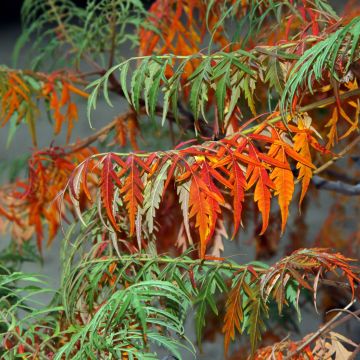 Rhus glabra Laciniata - Sommaco liscio