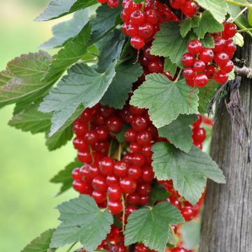 Ribes rosso Rondom