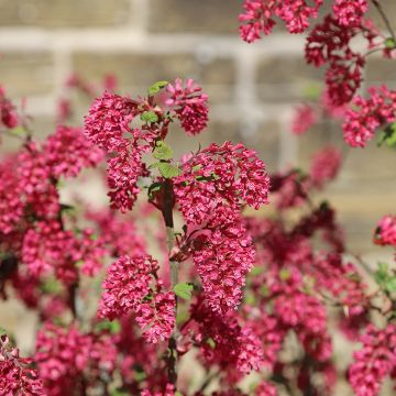 Ribes sanguigno Amore