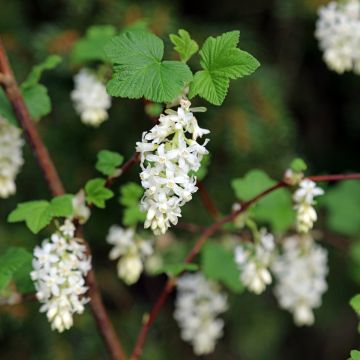 Ribes sanguigno Johannie Whitenow! - Groseillier à fleurs