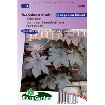 Ricino Palma-Christi