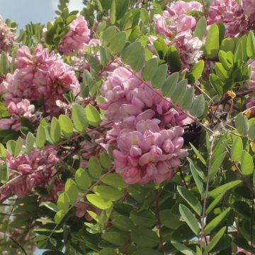 Robinia hispida Rosea