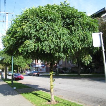 Robinia pseudoacacia Umbraculifera - Robinia