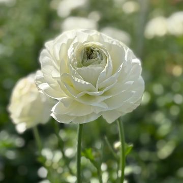 Ranuncolo asiatico Romance Montenvers – Ranunculus asiaticus