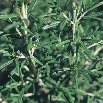 Rosmarinus officinalis Bio - Ferme de Sainte Marthe - Rosmarino