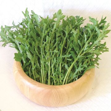 Rucola Astra