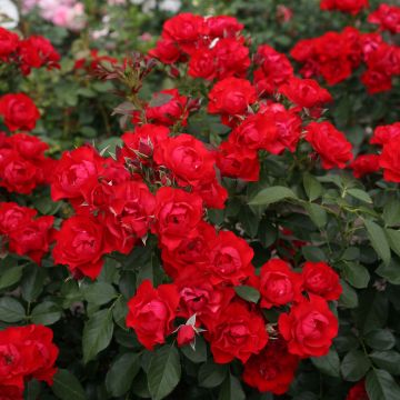 Rosa tappezzante Black Forest Rose