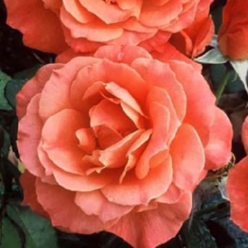 Rosa ad alberello Fellowship Harwelcome