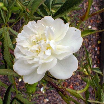Rosa cannabifolia - Rosa botanico