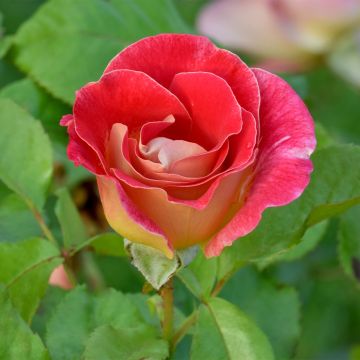 Rosa polyantha Aline Mayrisch Rose
