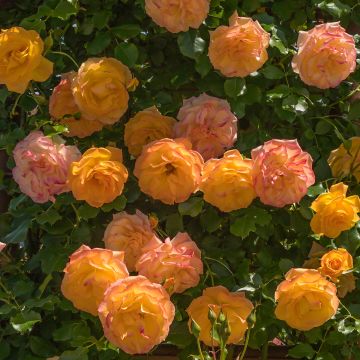 Rosa Lady Of Shalott