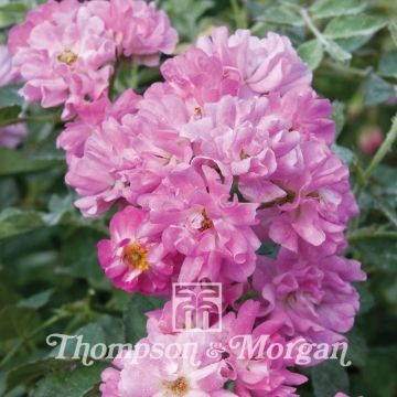 Rosa multiflora nana perpetua Garden Party