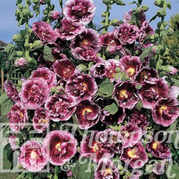 Alcea rosea Crème de cassis - Malvarosa