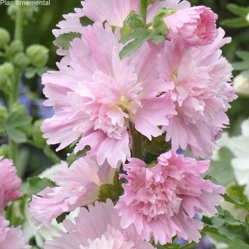 Alcea rosea Spring Celebrities Pink - Malvarosa