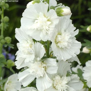 Alcea rosea Spring Celebrities White - Malvarosa