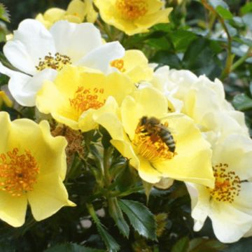 Rosa Bee Gold