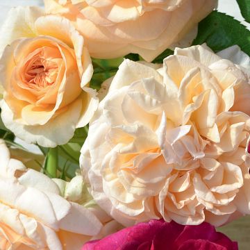 Rosa tappezzante Amber Voluptia