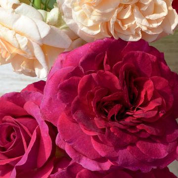 Rosa tappezzante Charisma (Crazy Pink Voluptia)